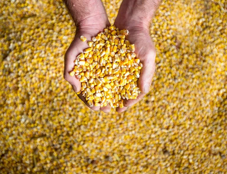 kukurydza w dłoniach